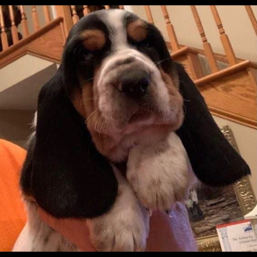 Meet your Posher, Robinson